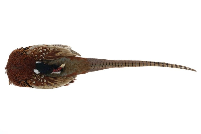 Montana Taken Pheasant Wall Mount Prep Taxidermy (1 of 7)