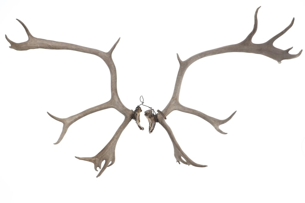 Alaskan Caribou Antler Rack Skull Cap Taxidermy (1 of 6)