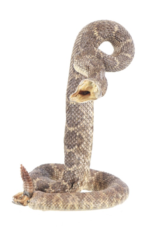 PRO Striking Diamondback Rattlesnake Taxidermy (1 of 8)