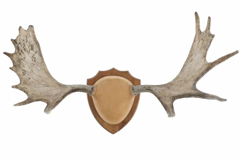North American Moose Antlers Shield Mounted (1 of 6)