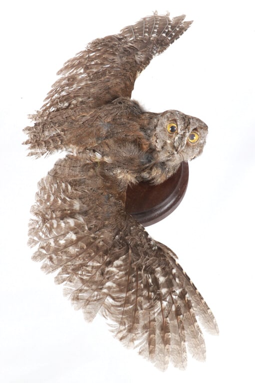 Professional Eurasian Scops-Owl Taxidermy: Featured in this lot is this Eurasian Scops-Owl professional taxidermy. The taxidermy features a wonderfully and professionally crafted construction that shows a features of this owl in flight and is