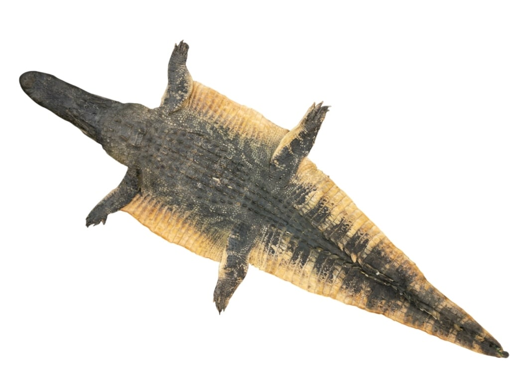 Trophy Florida Alligator Full Mount Head & Hide: The lot features a Trophy Florida Alligator full hide with full mount head, in a large trophy size and well kept condition. The hide and mounted head feature a wonderfully and professionally crafted