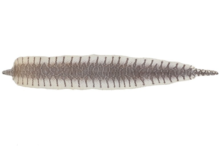 Professional King Cobra Skin Taxidermy w/ Head: Featured in this lot is this white king cobra skin with head taxidermy. The taxidermy features a wonderfully and professionally crafted construction that shows the whole length of the cobras body and 