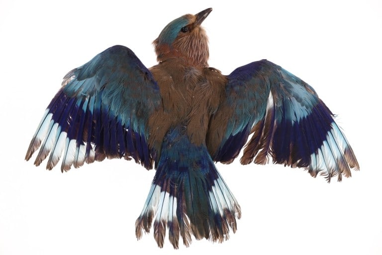 European Roller Jay In Flight Full Body Taxidermy: Featured in this lot is this European Roller Jay in flight full body taxidermy. The taxidermy features a wonderfully and professionally crafted construction that shows a European Roller Jay (Middle Ea