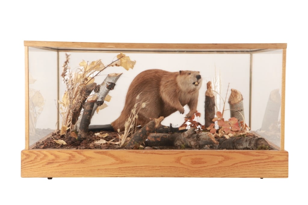Beaver Professional Taxidermy Habitat Display Case (1 of 15)