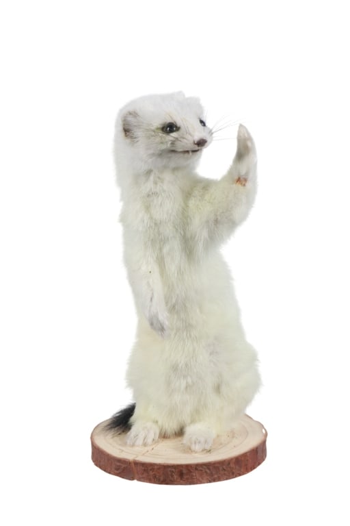 Life-sized Snow White Ermine Mount Taxidermy (1 of 7)