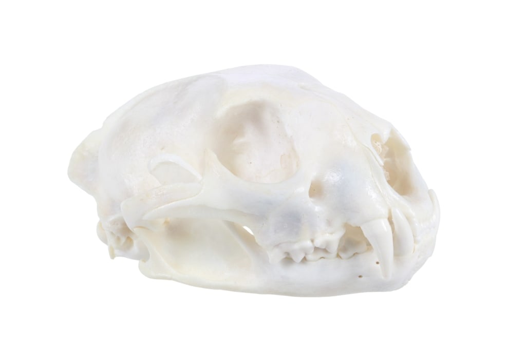 Montana Taken Trophy Bobcat Skull (1 of 5)