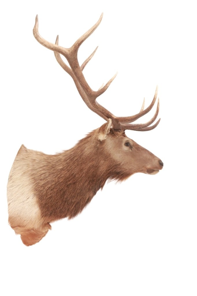 Rocky Mountain 5x5 Elk Professional Taxidermy (1 of 16)