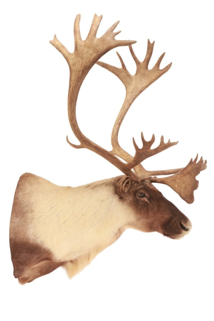 MASSIVE North American Woodland Caribou Taxidermy (1 of 18)