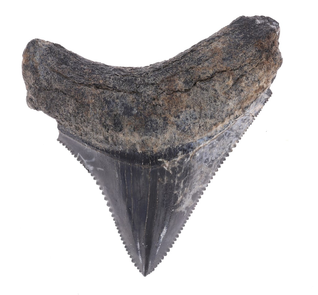 2 1/8" Fossilized Megaladon Serrated Tooth (1 of 5)
