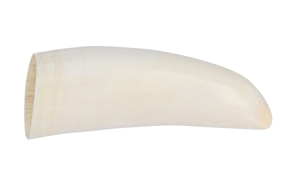 19th C. POLISHED Sperm Whale Tooth Specimen (1 of 6)