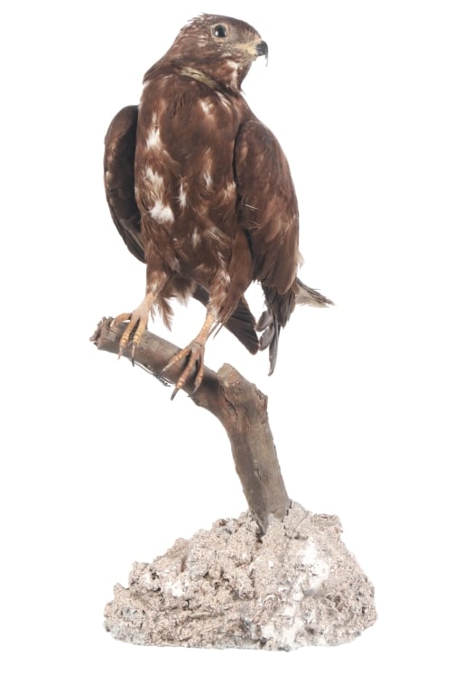 Professional Eurasian Honey Buzzard Taxidermy (1 of 9)