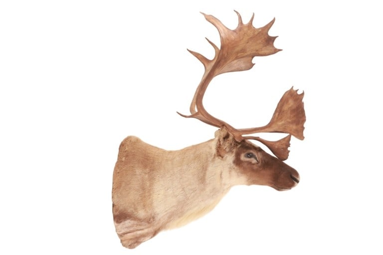 Large Caribou Taxidermy Shoulder Mount: Featured in this lot is this Large Caribou Taxidermy Shoulder Mount. Posed in an upright position slightly turned towards the viewer's right. A wonderfully constructed professionally tanned hide of be