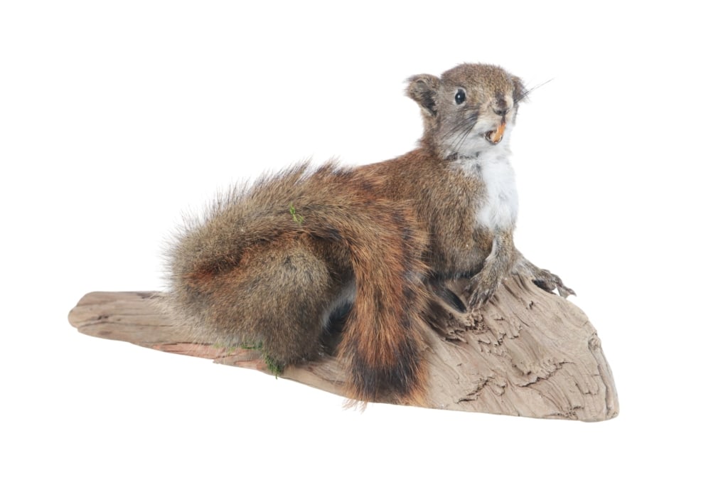 Red Squirrel Full Body Log Mounted Taxidermy (1 of 7)