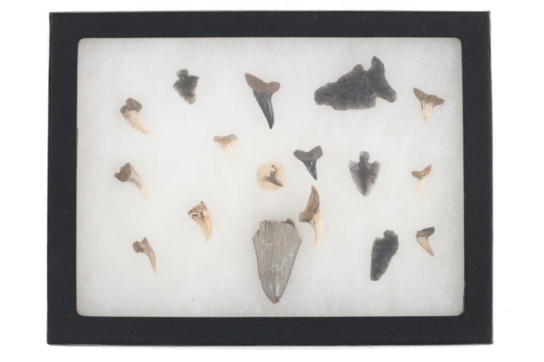 Projectile Point & Fossilized Shark Teeth Display (1 of 6)