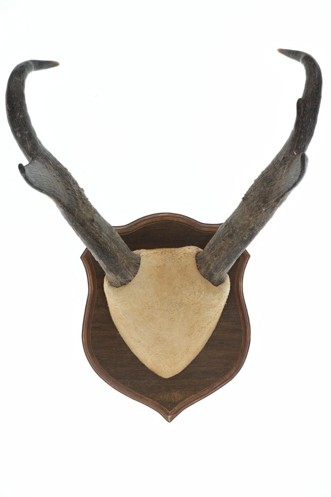 Pronghorn Taxidermy Wood Plaque Mount: Featured in this lot is a Pronghorn Taxidermy Wood Plaque Wall Mount from the Keefer Ranch. The Pronghorn, often referred to as an American Antelope, or simply Antelope, is actually closely related to