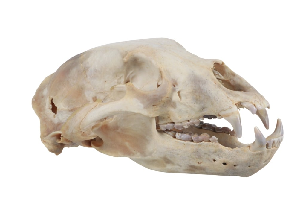 Montana Black Bear Skull Professional Taxidermy (1 of 9)