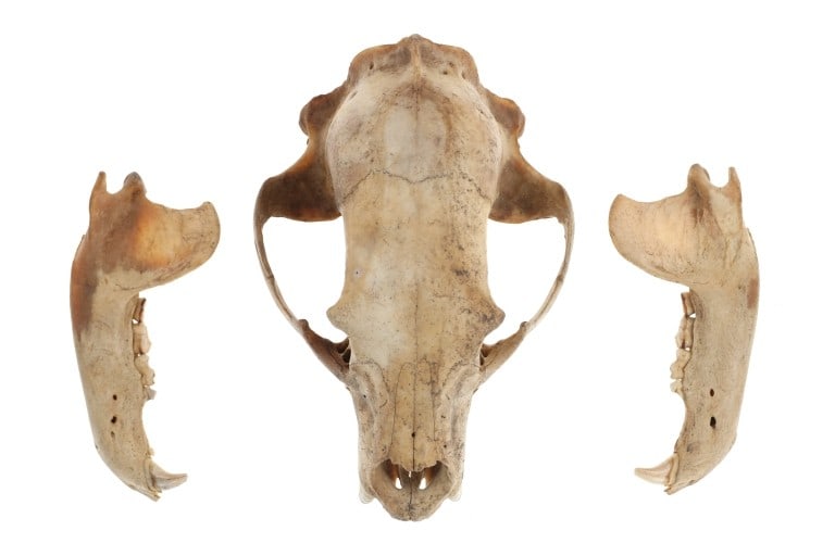 Montana Black Bear Taxidermy Skull (1 of 7)