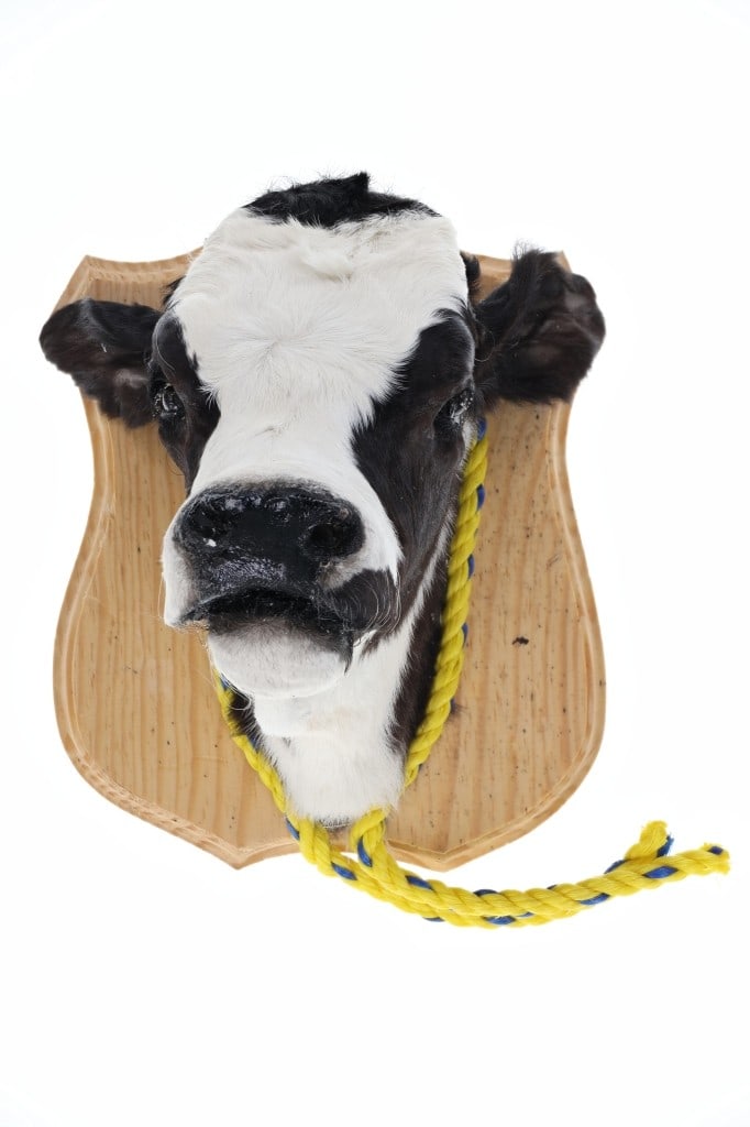 Montana Taxidermy Baby Holstein Calf Head Mount: Featured in this lot is this Montana taxidermy baby Holstein calf head mount. The taxidermy features a wonderfully and professionally crafted construction that shows a baby Holstein calf with twisted 