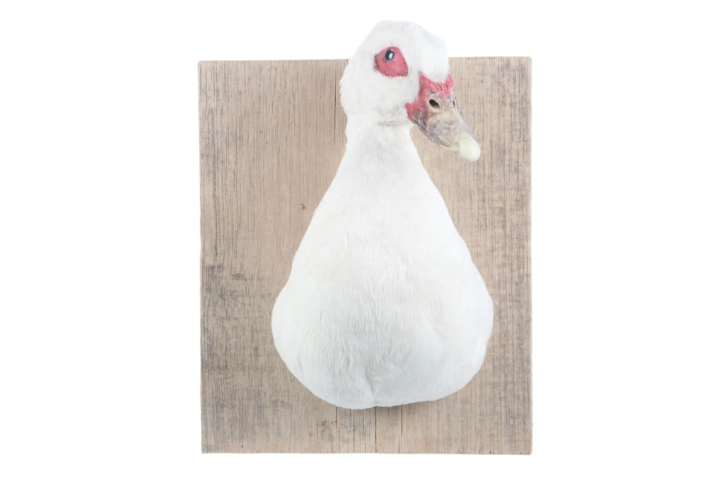 Domestic Farm Muscovy Duck Breast Mount Taxidermy: Featured in this lot is this domestic farm Muscovy duck breast mount taxidermy. The taxidermy features a wonderfully and professionally crafted construction that shows a smaller Muscovy duck featured 