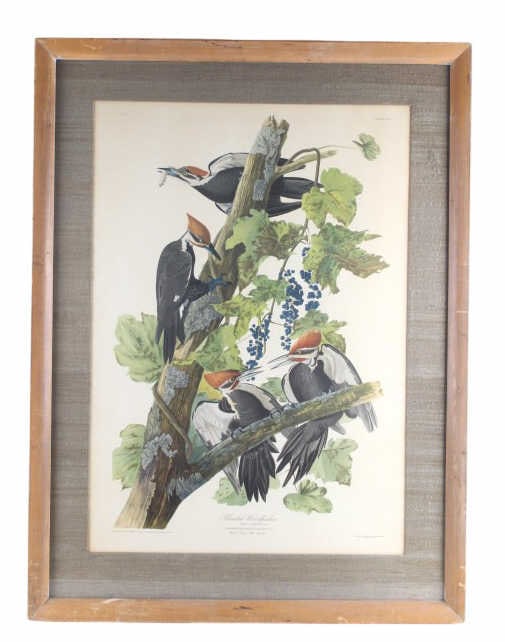 Audubon's Pileated Woodpecker Lithograph 1940-50's: Presented in this lot is a Vintage Offset Lithograph of John J. Audubon's "Pileated Woodpecker", New York Graphic Society, Fine Arts Publishers, circa 1940s to 1950s, signed "Engraved, Printed, & Colo