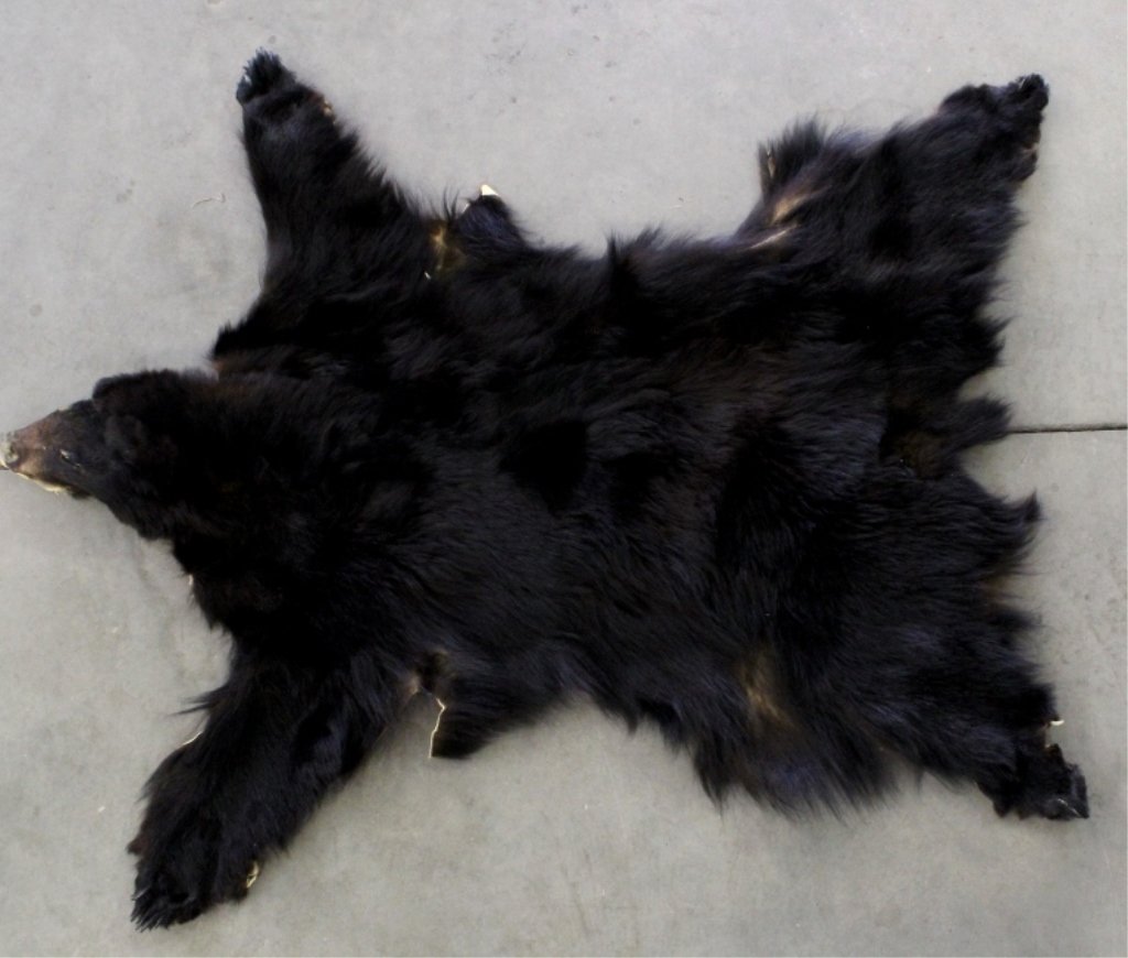 Black Bear Hide: This black bear is in good condition and has all the claws included. The rug has thick soft hair. Measures 74" (6ft 2in) long and 67" wide.