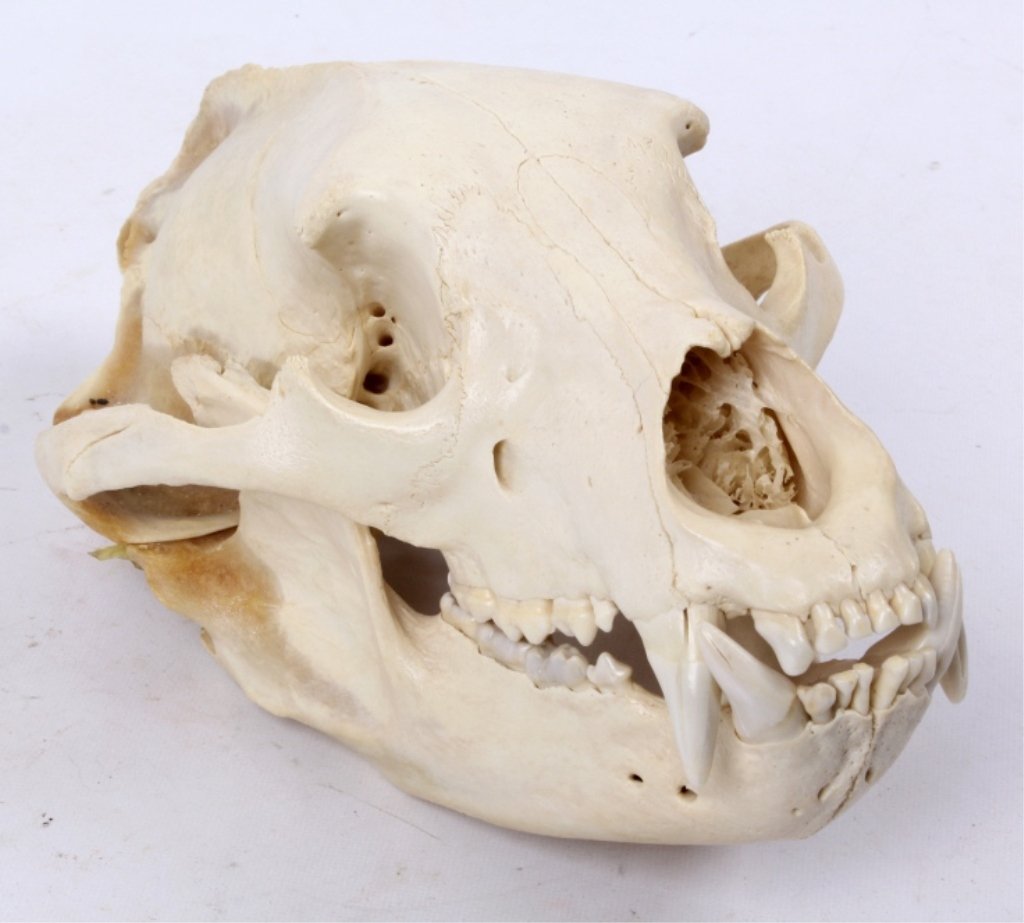Montana Bear Skull: This bear was taken at Fort Smith Crow Agency. This is a great Montana Bear skull in good condition showing all the impressive teeth. This skull measures 12" long and 7.5" wide.