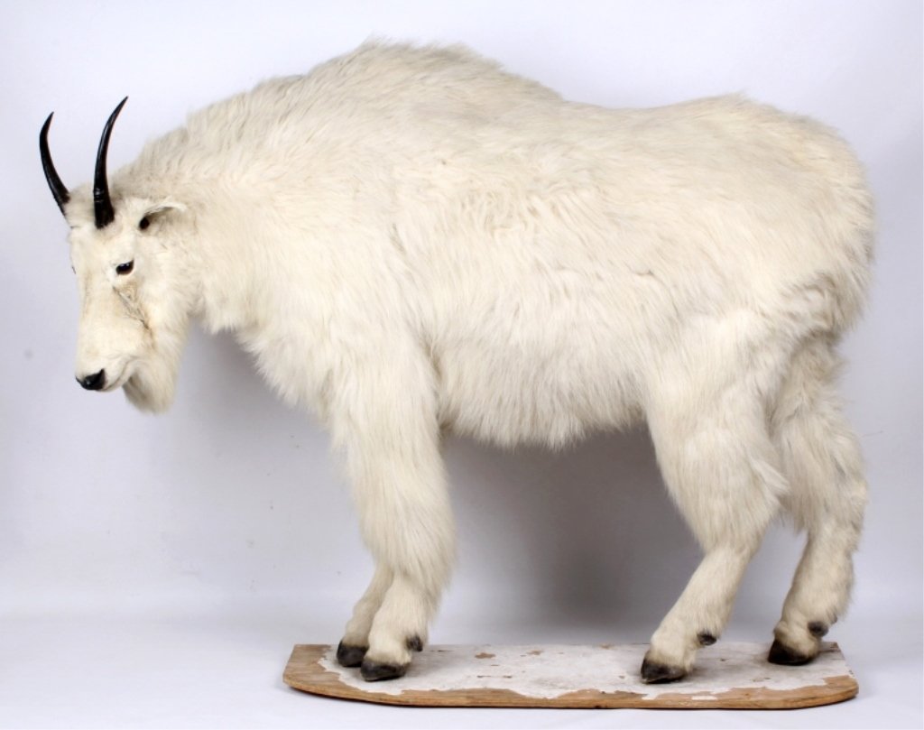 Mountain Goat Full Mount: This is a beautiful Montana Mountain Goat that is a full mount. This is mounted to a temporary board and shows the horns and all four hooves. This shows a thick white coat with no loss and only a repa