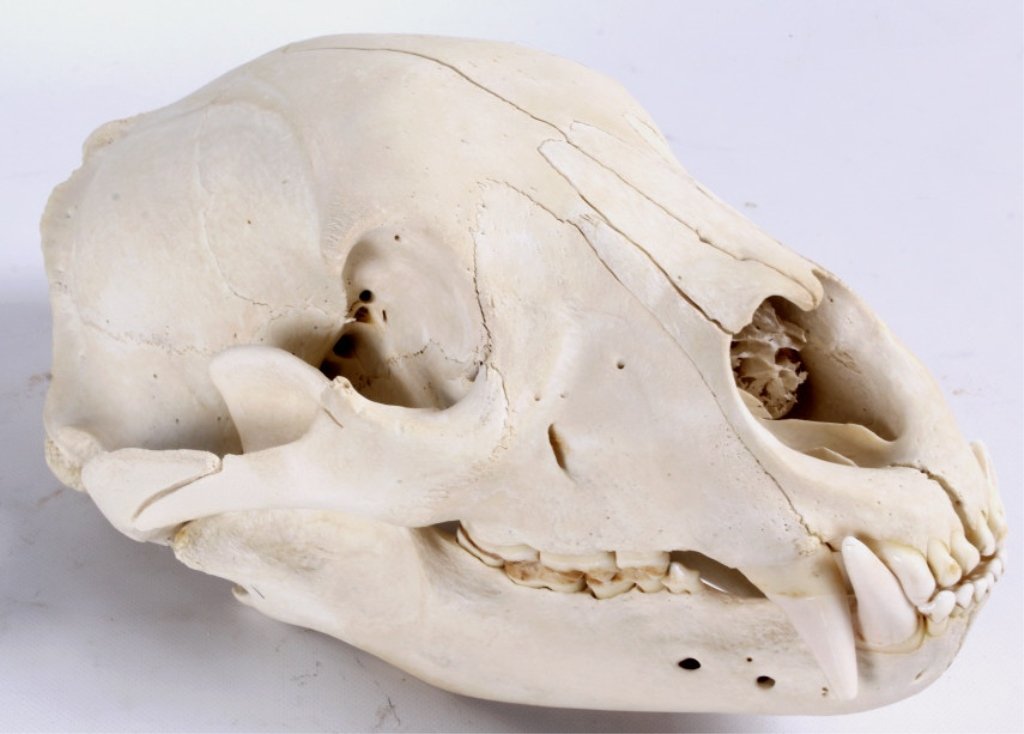 Montana Bear Skull: This is a large Montana Black Bear Skull in good condition. This piece measures 11" long and 6.5" wide.