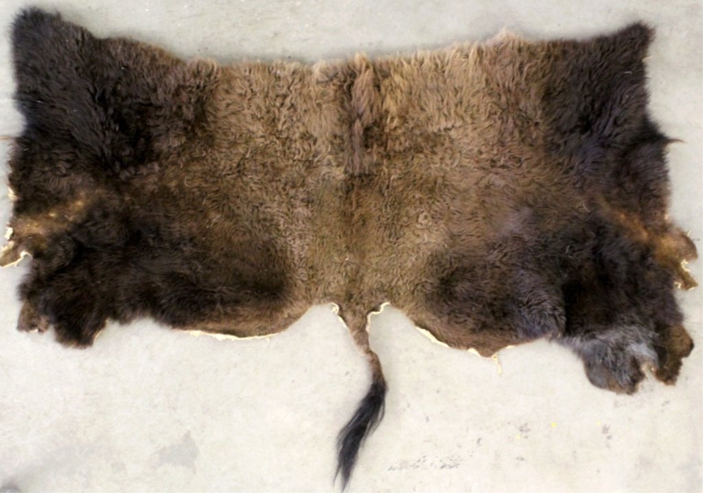 Montana Buffalo Bison Half Hide: This hide has been cut in half and would be used to go at the end of a bed or couch. This piece shows a rich brown color and in good condition. Measures 91.5"x45"