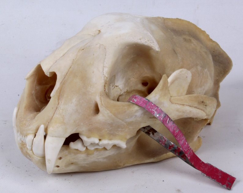 Montana Mountain Lion Skull: This skull was taken in Montana and is a clean and collectible Mountain Lion Skull. This also has the metal tag which reads, "Montana Mt. Lion.." This has a total measurement of 13 3/8" (8" l x 5 3/8"
