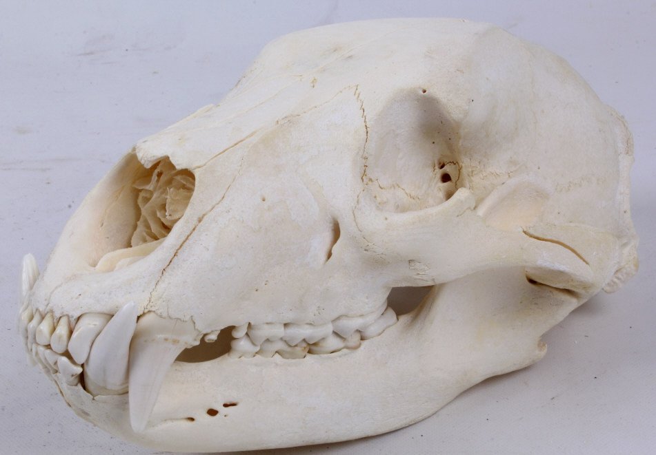 Montana Black Bear Skul: This skull is in good condition and was taken in Montana. The black bear skull has a total measurement of 16 5/8" (11" l x 5 5/8" w).