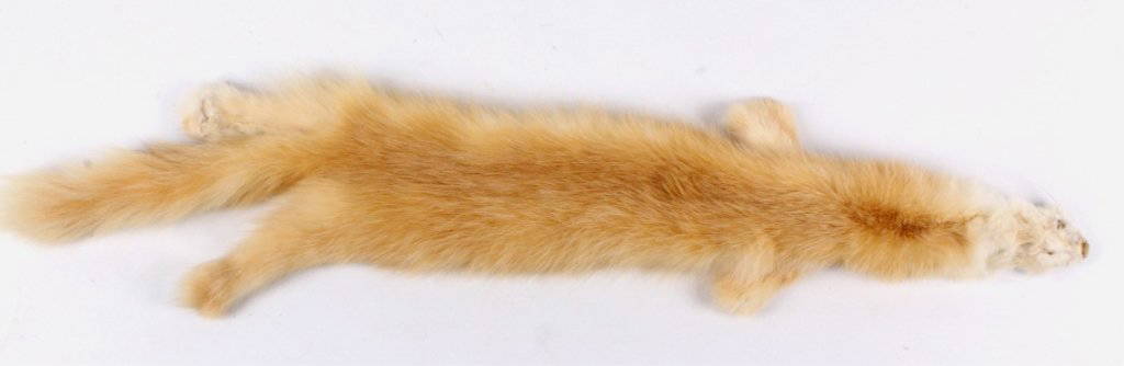 Albino "canary" Pine Marten Fur
