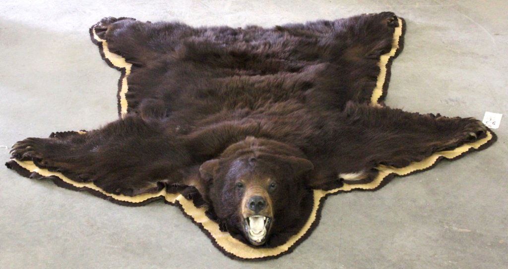 Cinnamon Black Bear Rug: This lot features a Cinnamon Black Bear rug. The bear was taken in Montana and is in great condition with all the impressive claws. The double felted bear rug measures 68" x 64".
