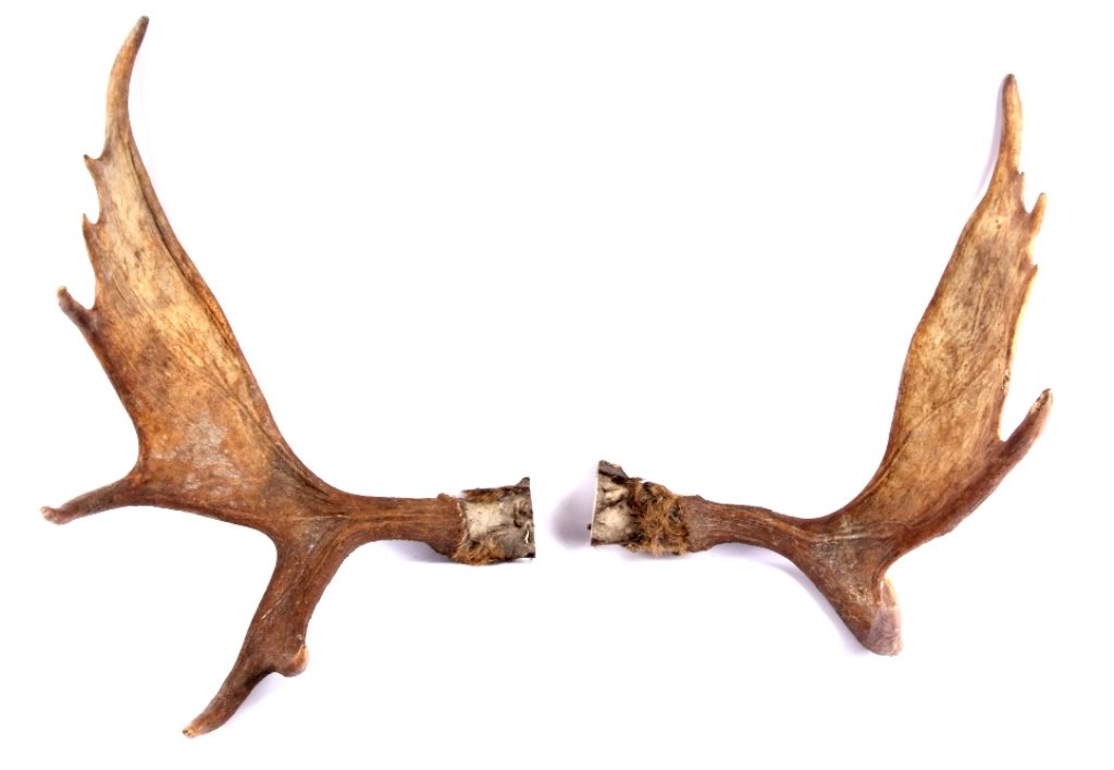 Set of Moose Antlers This lot is a pair of moose a: This lot is a pair of moose antlers, not mounted. This is a very nice pair of antlers with a brown color. These Antlers are in good condition waiting to be mounted. Measures 28.5"x20" from the curve o