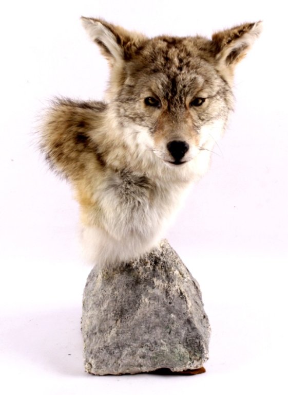 Coyote Shoulder Mount This lot features a coyote s: This lot features a coyote shoulder mount. This mount has been prepared by a professional taxidermist. It is in excellent condition. The mount is set atop a faux rock for display on a mantle or pedest