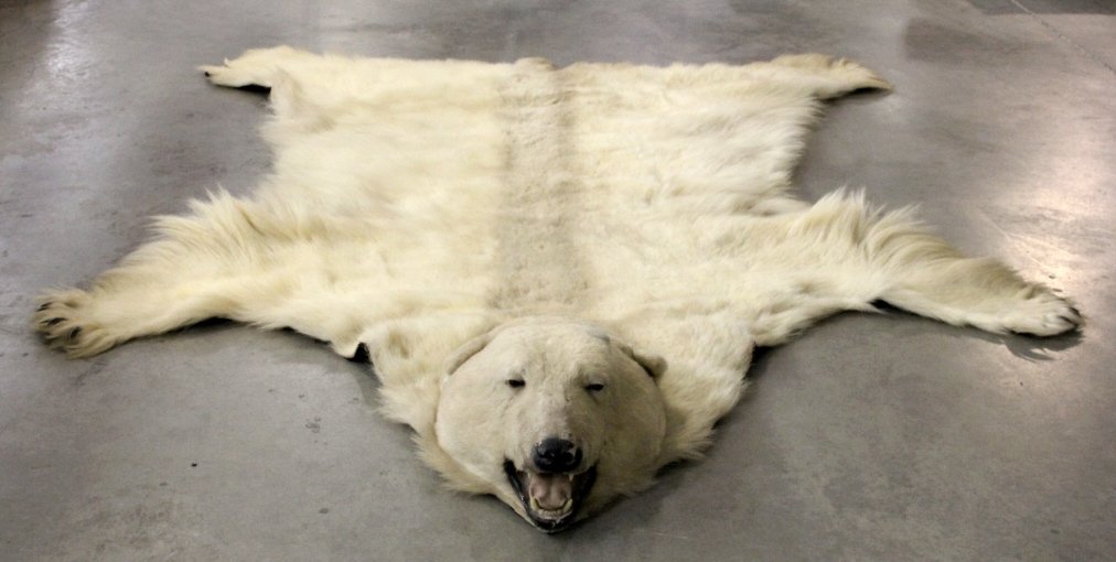 Polar Bear Rug RARE: This is an original Polar Bear rug showing great condition. The rug shows excellent condition fur showing a great hide with all of the impressive large claws with exception to the back left paw (which