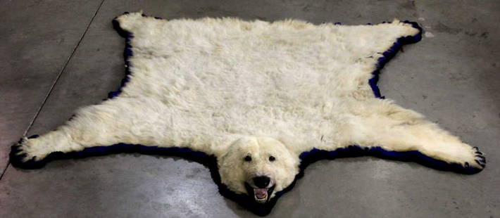 Polar Bear Rug by Jonas Brothers 1965 RARE: This is an original Polar Bear Rug that was done by the Jonas Brothers Taxidermy in Alaska. This bear was legally taken in 1965 100 miles off the coast of Barrow, Alaska on the ice pack. The bear