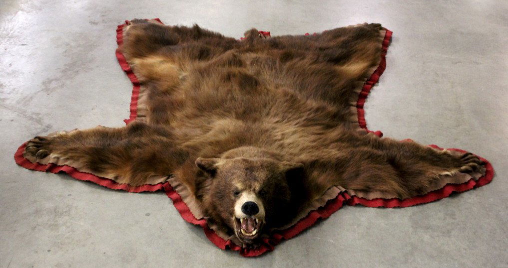 Montana Cinnamon Black Bear Rug: This rug was taken in Montana and shows a Cinnamon Black Bear in excellent condition. This rug has all of the claws and wonderful condition hide. This is a rare coloring and larger Rug than other bear