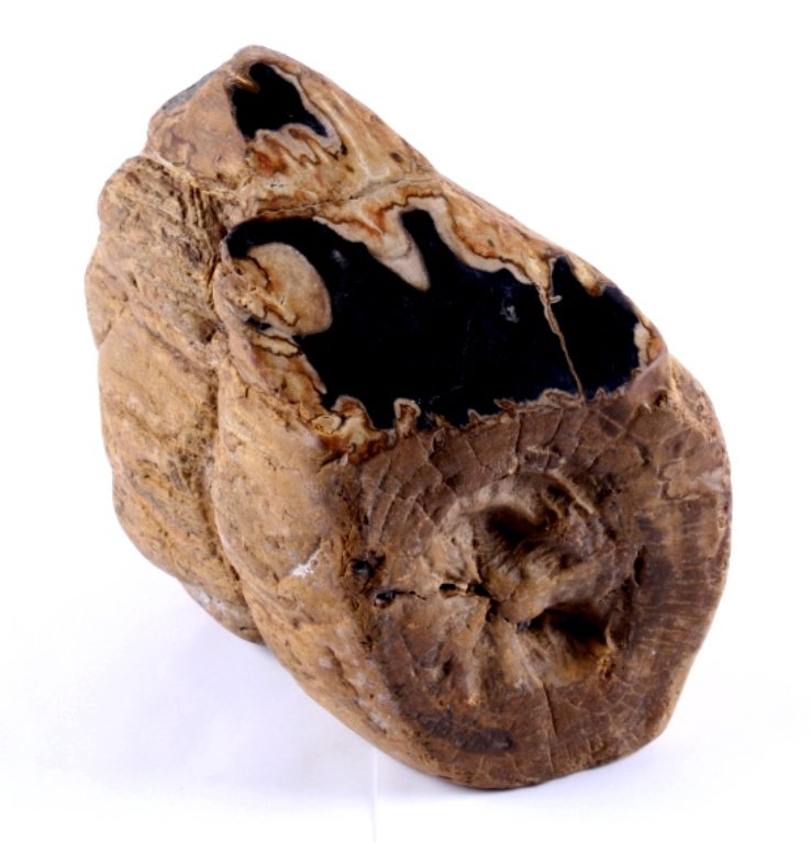 Ancient Petrified Wood Indonesian Monkey Box Wood: This lot features a piece of petrified wood. Original tree rings can be seen in this unique petrified wood specimen. It is in good condition. It measures 6" x 8" and is 9" tall. Indonesian Monkey Box 