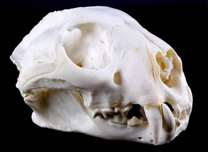 Montana Mountain Lion Skull This lot features a Mo: This lot features a Mountain Lion skull. It has been prepared by a professional taxidermist. This large Mountain Lion was taken in Montana. The skull is in very good condition. Part of the
