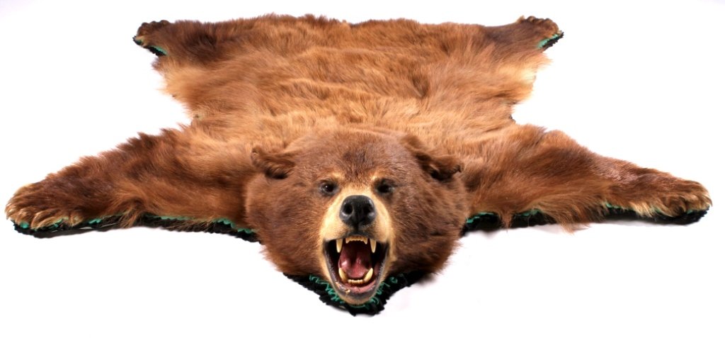 Montana Brown Bear Hide Rug The lot features a Mon: The lot features a Montana taken Brown Bear double felt mounted hide rug. The rug shows great condition with the bear having great color. The rug also shows all of the mature long claws. The bottom li
