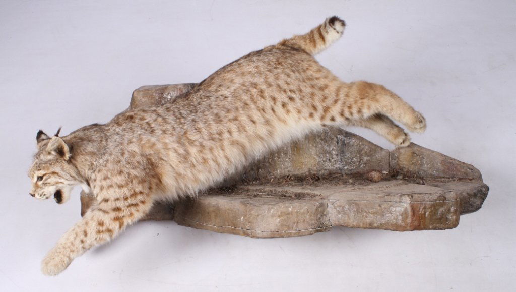 Montana Bobcat Full Wall Mount "Champ MSU" This is: This is a large Montana taken Bobcat full mount. The great Montana State Bronze Bobcat Leaping in both the Yellowstone Bozeman Airport and at Montana State University was modeled directly after this m
