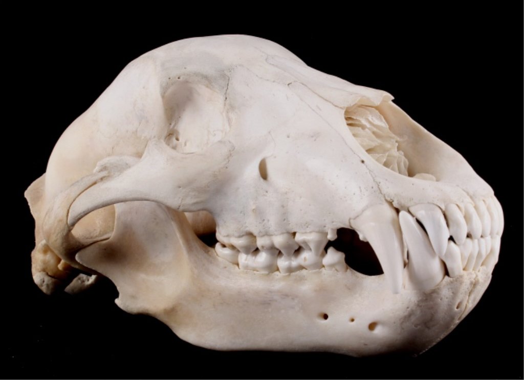 Alaska Kodiak Brown Bear Skull This lot features a: This lot features a large Alaska Kodiak Brown Bear skull. This skull is in very good condition. No bullet hole was found, the skull is intact. The Kodiak brown bear skull measures 7.125" wide and is 1