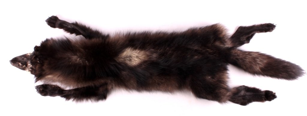 Purple Color Phase Idaho Tanned Wolf Hide This lot: This lot features a tanned wolf hide from Idaho. This wolf hide has a purple tint. It has been prepared by a professional taxidermists in such a way that it could be fully mounted in the future. The w