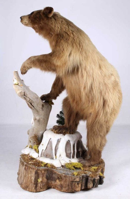 Montana Cinnamon Blonde Black Bear Full Mount This