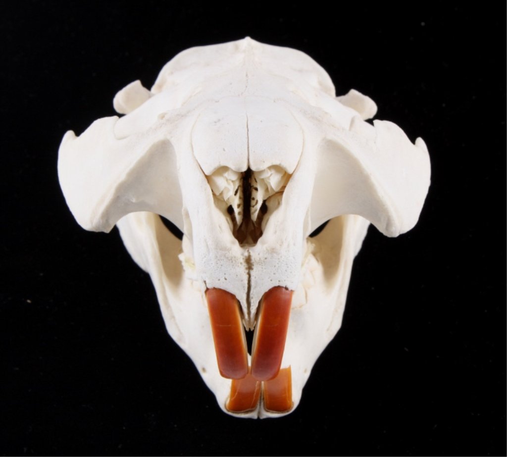 Montana Beaver Skull The lot shows a good conditio: The lot shows a good condition beaver skull with the impressive teeth. The piece was collected in Willow Creek, Montana. Measures 5.5"x4"