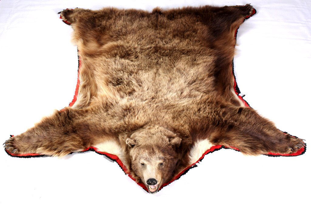Large Montana Cinnamon Blonde Black Bear Rug This: This is an impressive Montana taken Black Bear Rug with a great Cinnamon Blonde coloring. This rare rug shows a very large trophy size with all the large claws. The rug is double felted. Measures 74"x