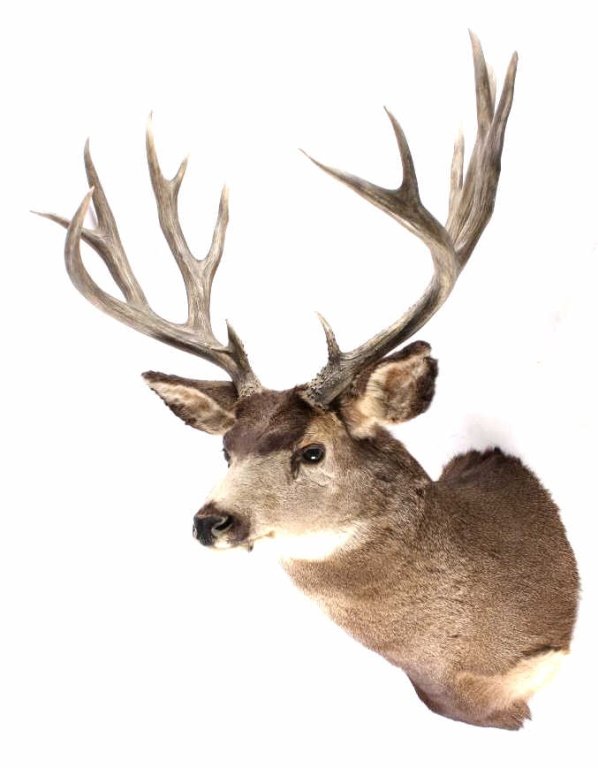Large Trophy Mule Deer Shoulder Mount This is a sh: This is a shoulder mount Mule Deer taken by a muzzle loader in the Jemez Mountains West of Santa Fe, New Mexico. This shows a very large and impressive trophy set of antlers and excellent condition mo