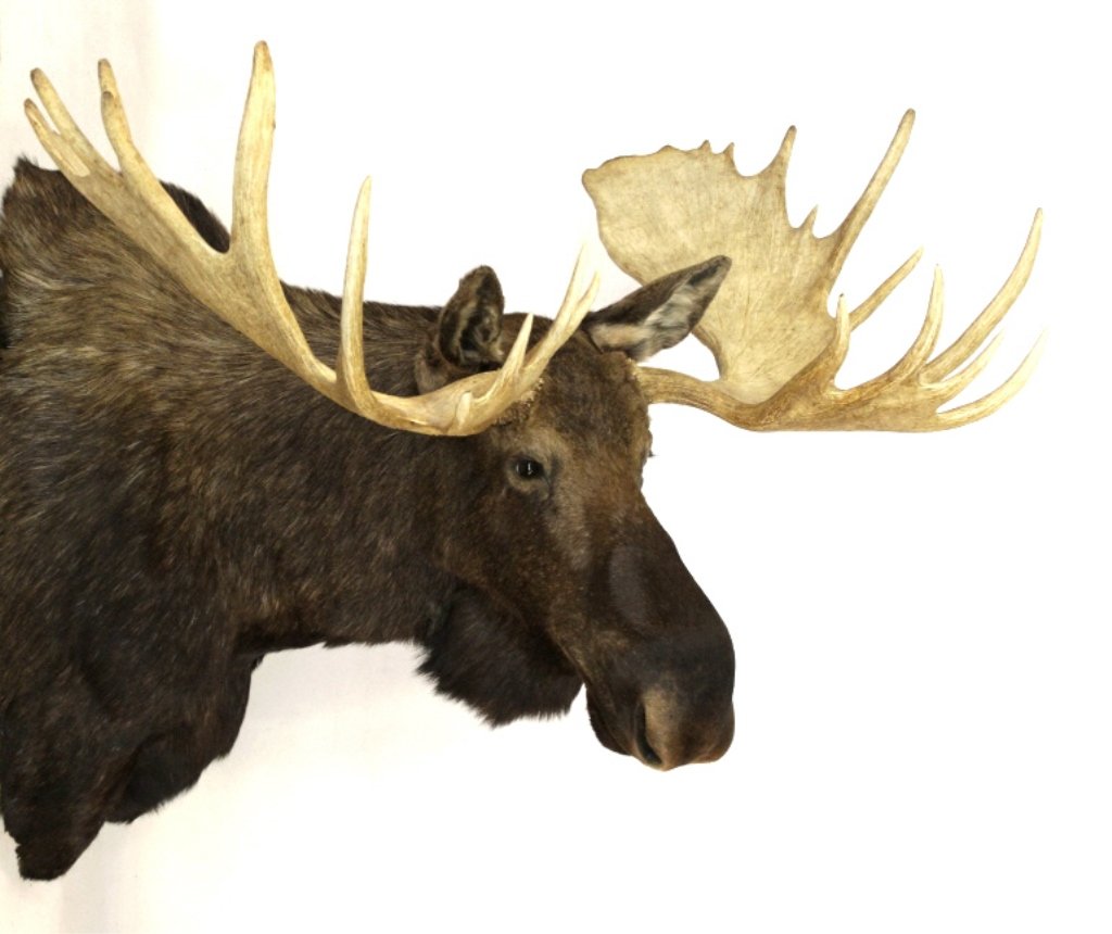 Alaskan Moose Mount 64" Boone & Crockett This is a: This is a large record trophy size Alaskan Yukon Moose shoulder mount. Boone & Crocket scored Alaska-Yukon Moose scoring 212-1/8 entered by Robert Bowers III Manhattan, Mt 24th North American Big Game